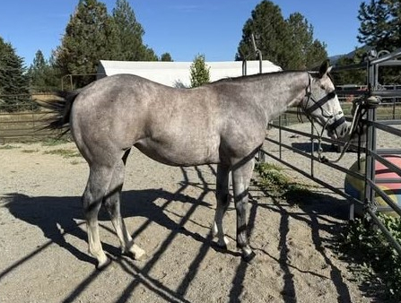 Mz Pearly Gaitz (Pearl), 1yo AQHA Quarter Horse APHA Paint mare, 14.3hh