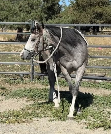 Mz Pearly Gaitz (Pearl), 1yo AQHA Quarter Horse APHA Paint mare, 14.3hh