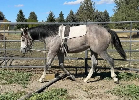Mz Pearly Gaitz (Pearl), 1yo AQHA Quarter Horse APHA Paint mare, 14.3hh