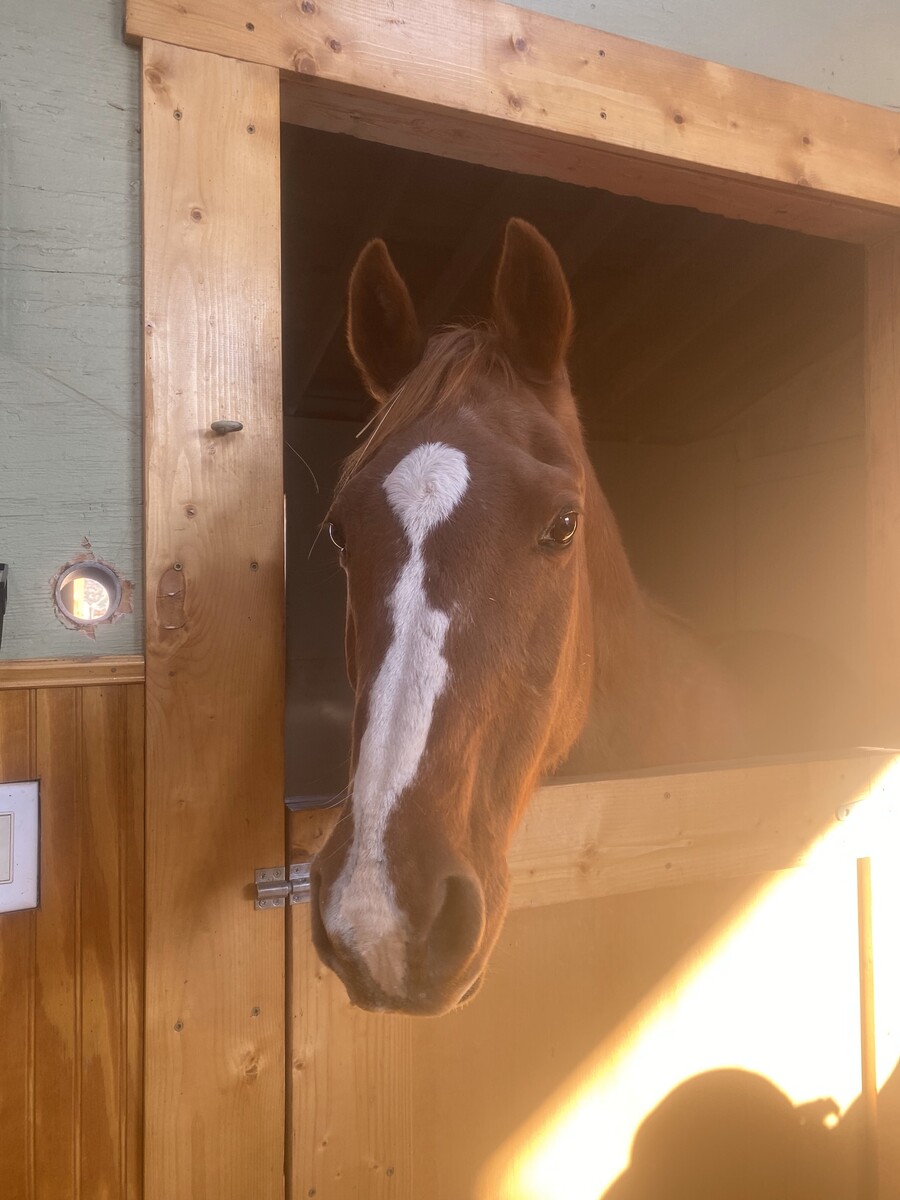 Dancer, 31yo mare, 14.3hh