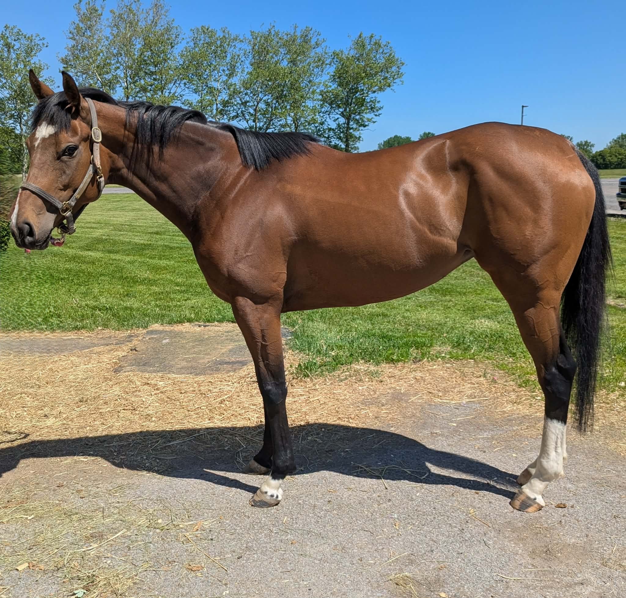 Anointed Of God, 5yo Thoroughbred mare, 16hh