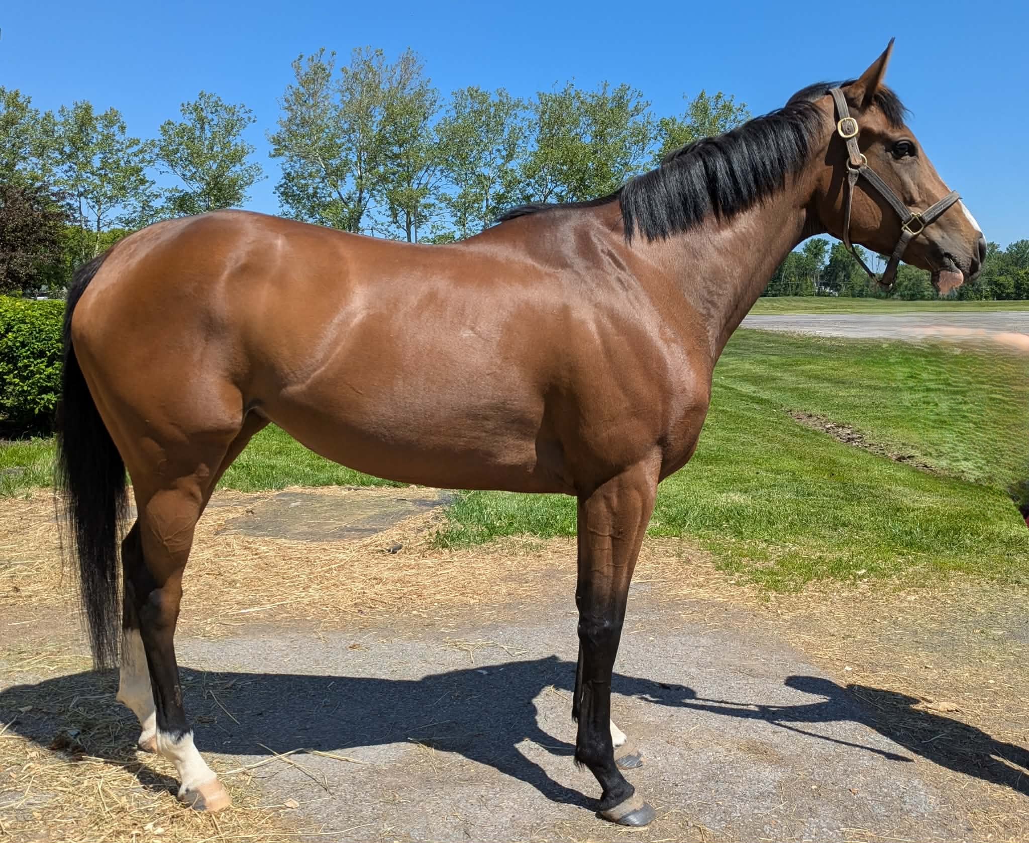 Anointed Of God, 5yo Thoroughbred mare, 16hh