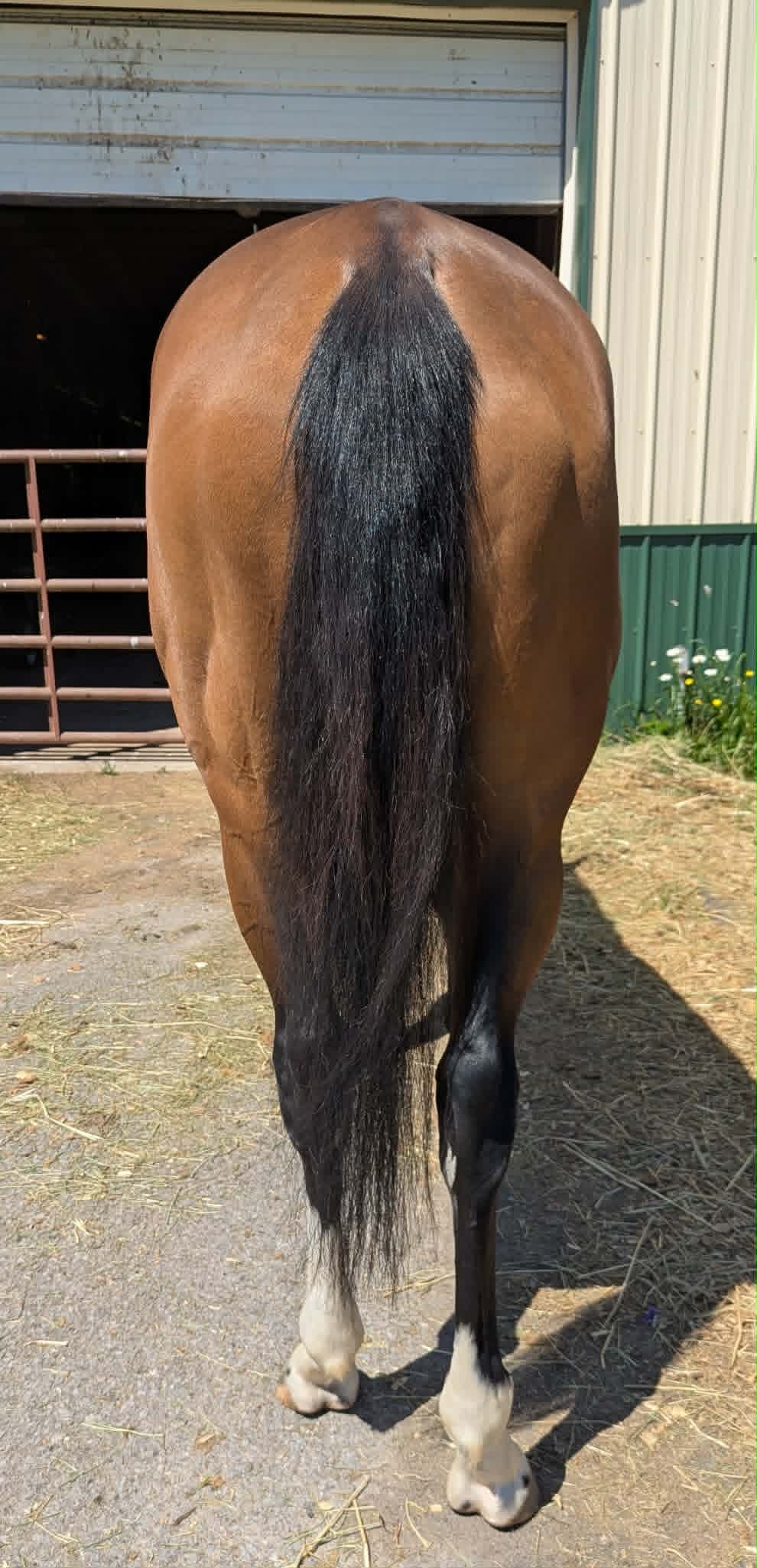 Anointed Of God, 5yo Thoroughbred mare, 16hh