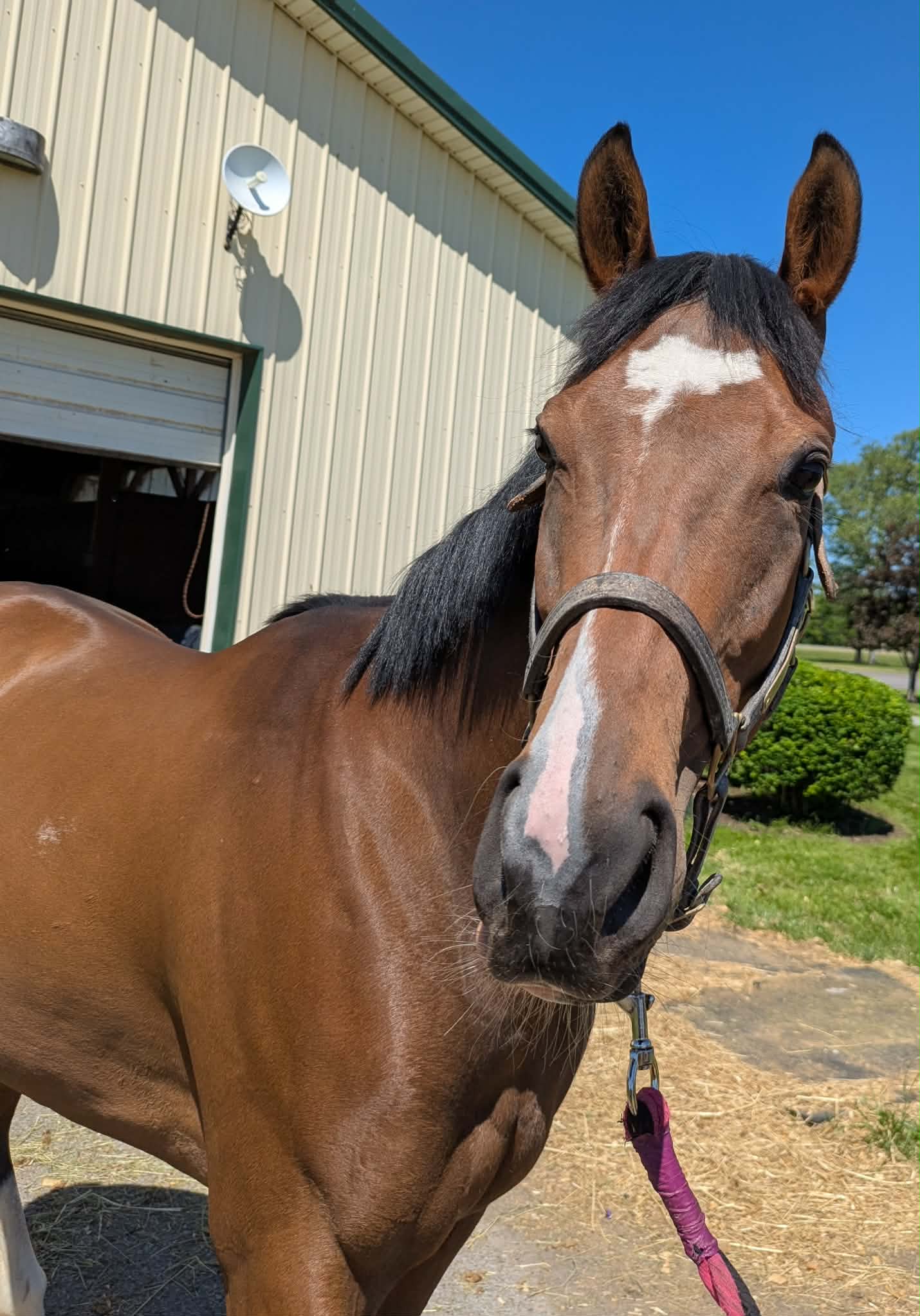 Anointed Of God, 5yo Thoroughbred mare, 16hh