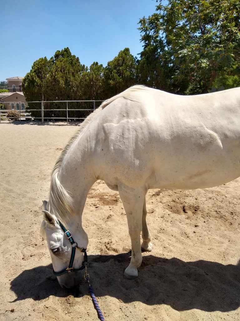 Sherman, 22yo Quarter Horse gelding, 15.3hh