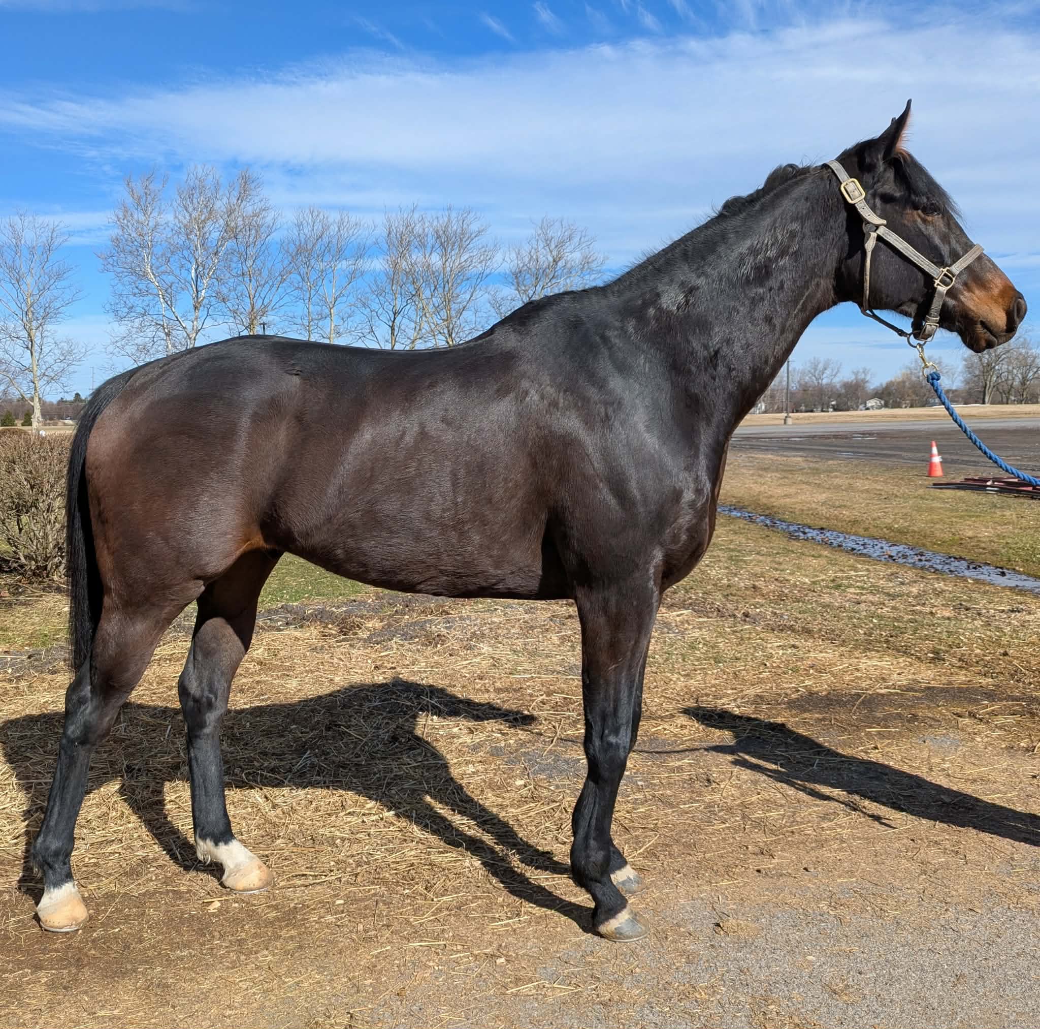 Beach Boy Al, 4yo Thoroughbred gelding, 17.1hh