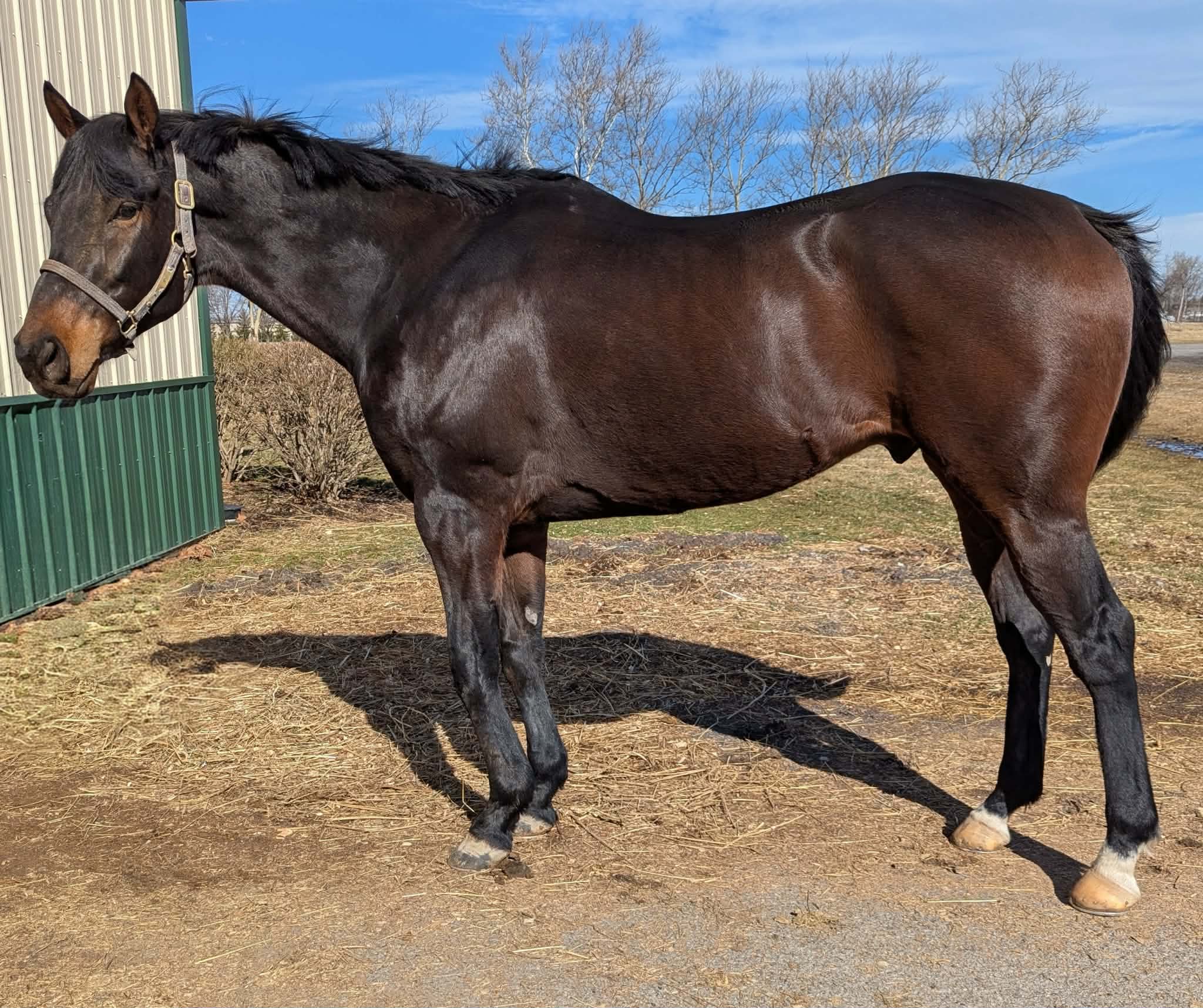 Beach Boy Al, 4yo Thoroughbred gelding, 17.1hh