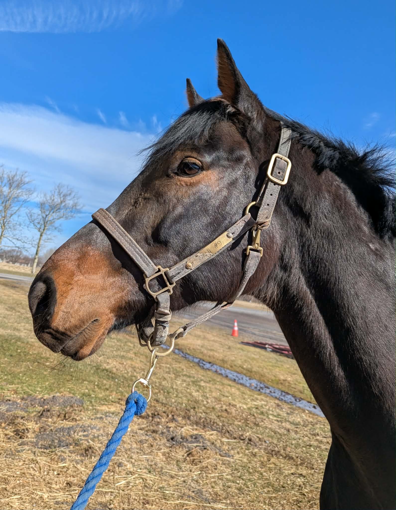 Beach Boy Al, 4yo Thoroughbred gelding, 17.1hh
