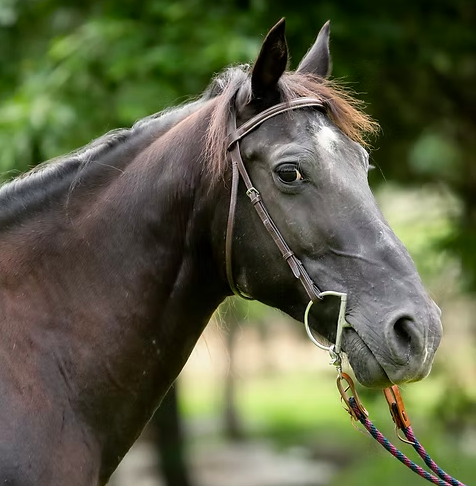 Sparrow, Quarter Horse gelding, 14.1hh