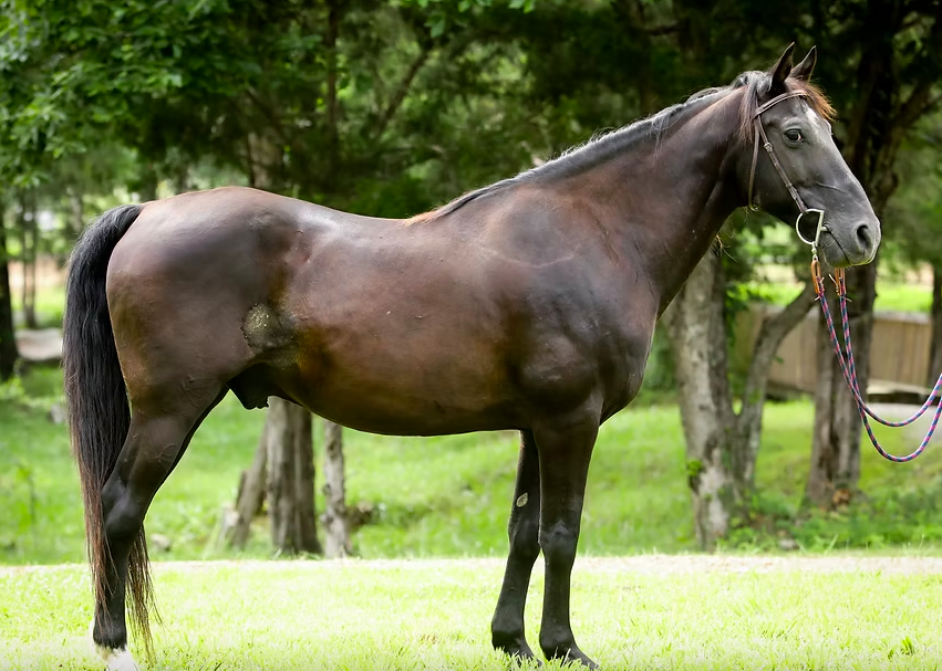 Sparrow, Quarter Horse gelding, 14.1hh