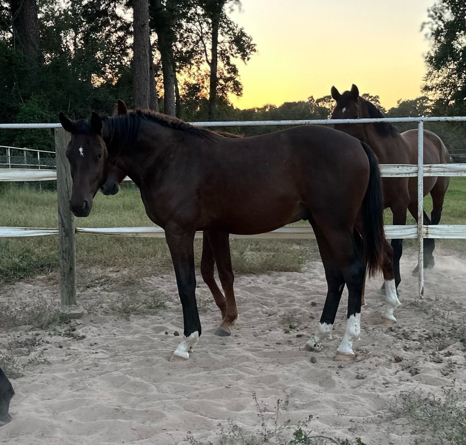 Sir, 3yo American Warmblood gelding, 16.1hh