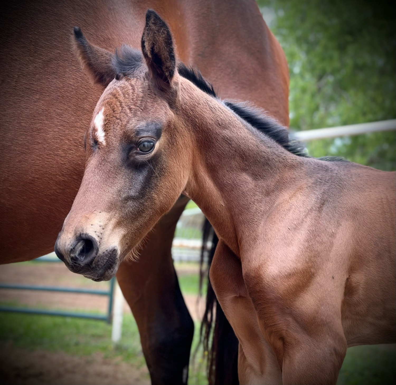 Sir, 3yo American Warmblood gelding, 16.1hh