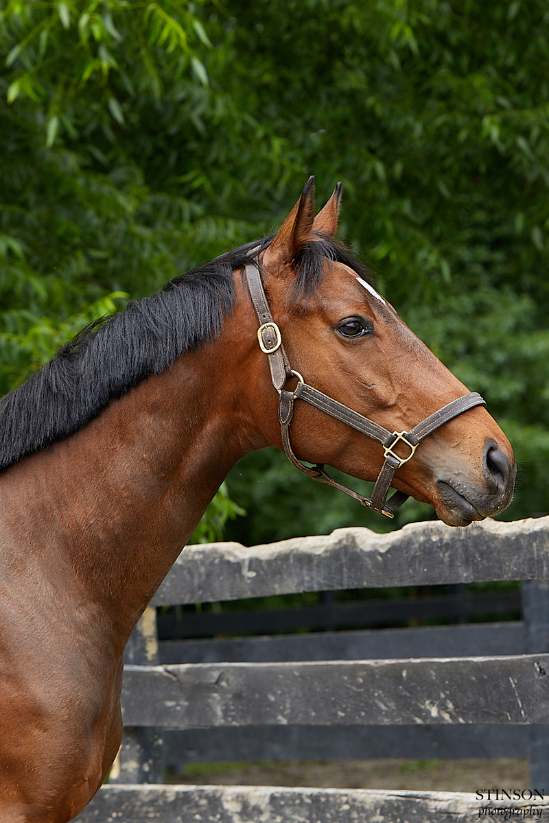 Tornadic, 5yo Thoroughbred gelding, 16.0hh