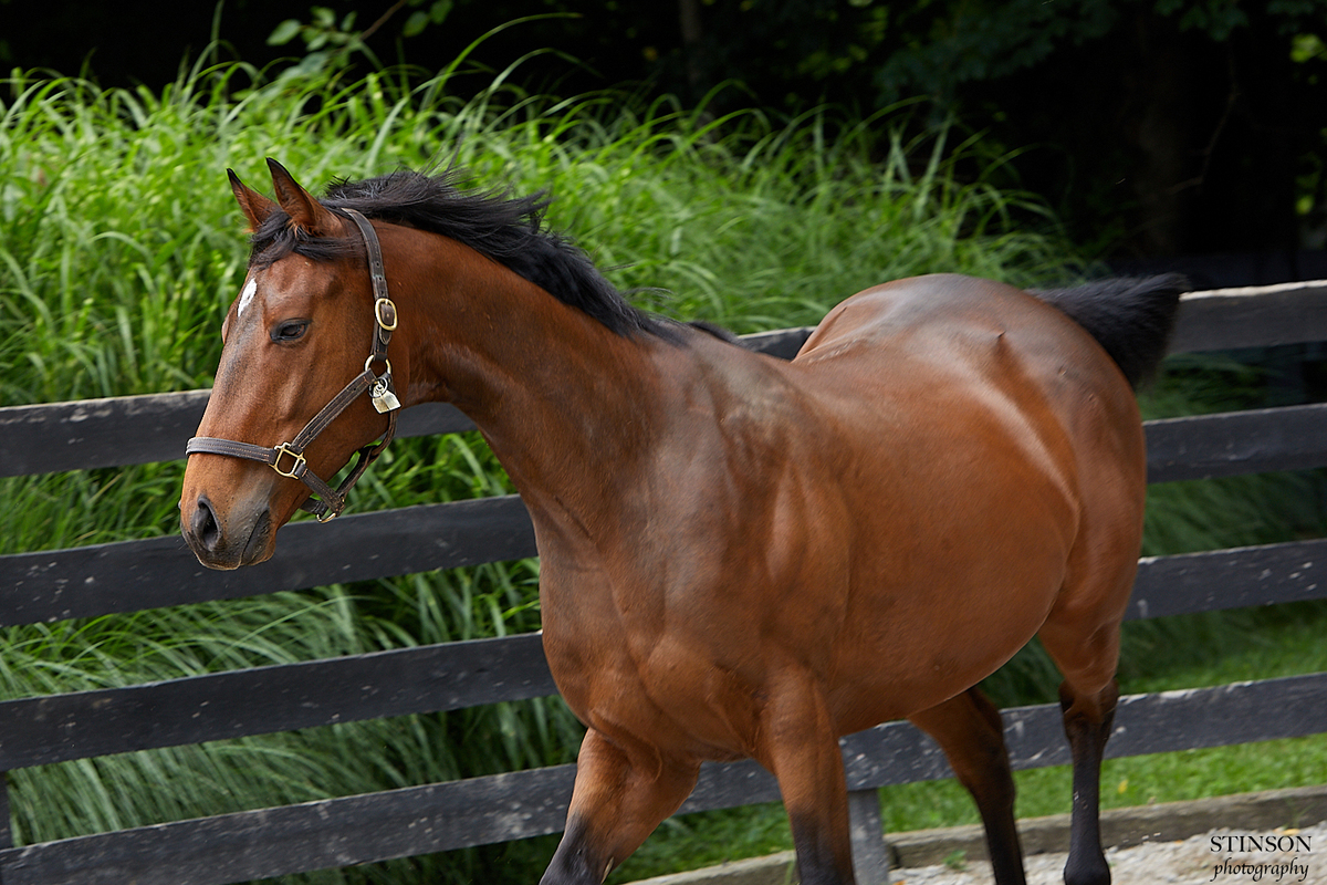 Tornadic, 5yo Thoroughbred gelding, 16.0hh