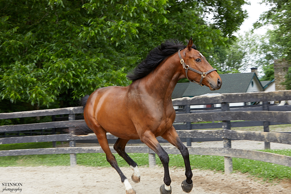 Tornadic, 5yo Thoroughbred gelding, 16.0hh