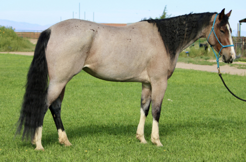 LUVAH ME GOOD (HARPER), 3yo APHA Paint filly, 15.2hh