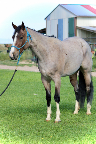 LUVAH ME GOOD (HARPER), 3yo APHA Paint filly, 15.2hh