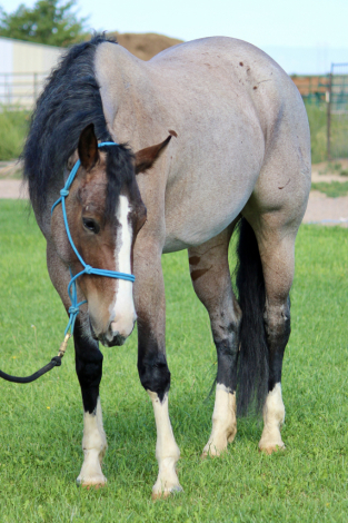 LUVAH ME GOOD (HARPER), 3yo APHA Paint filly, 15.2hh