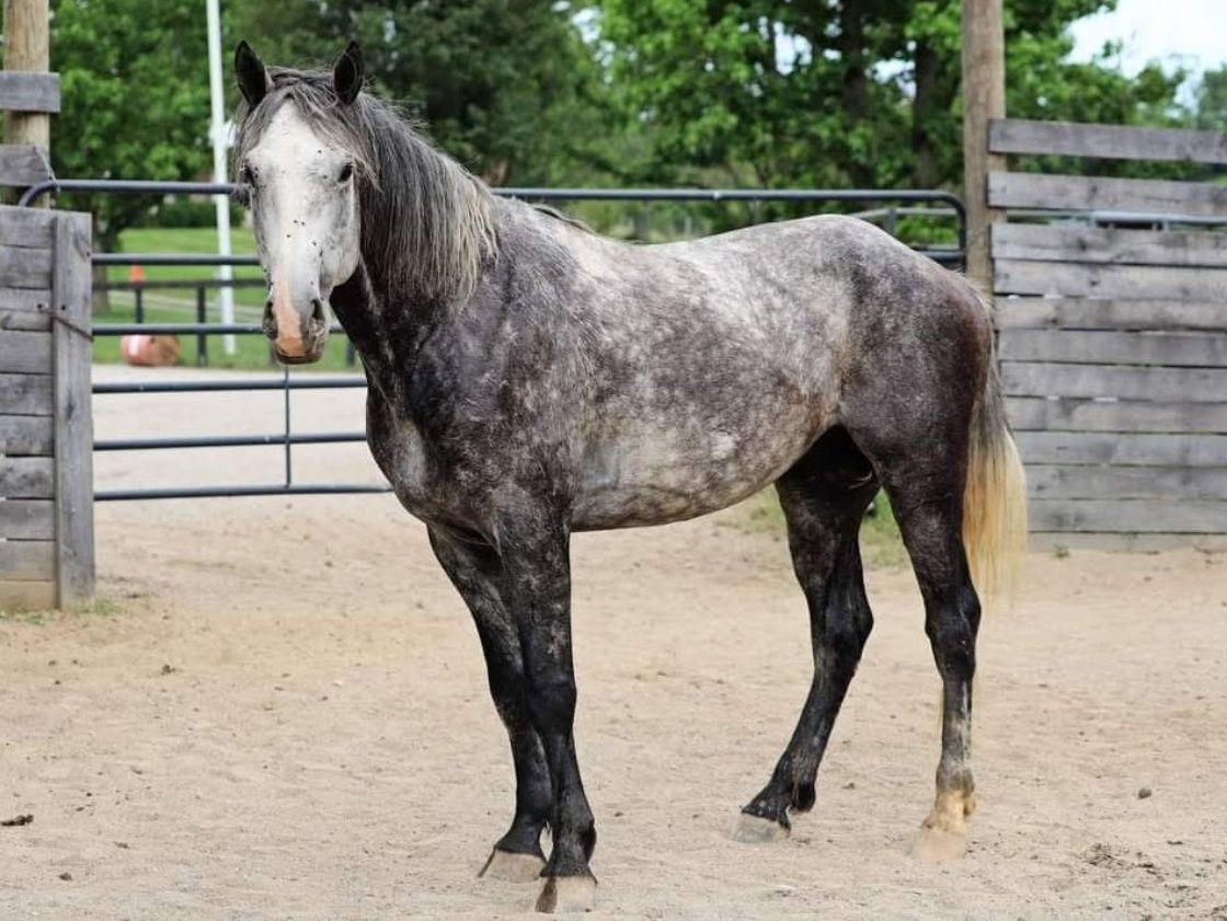 Slate - In training in Texas, 10yo Andalusian gelding, 15.2hh