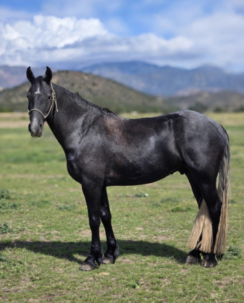 dePlumm's Maverick (Maverick), 4yo Friesian Sport Horse Friesian gelding, 15.3hh