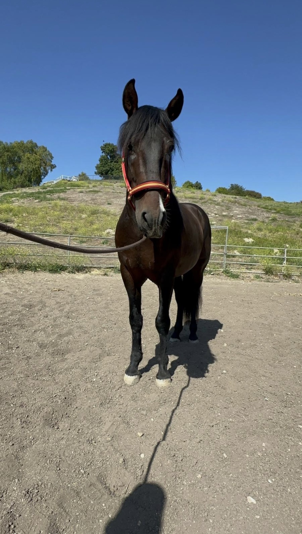 Rondador, 5yo Andalusian stallion, Height at Withers: 156hh