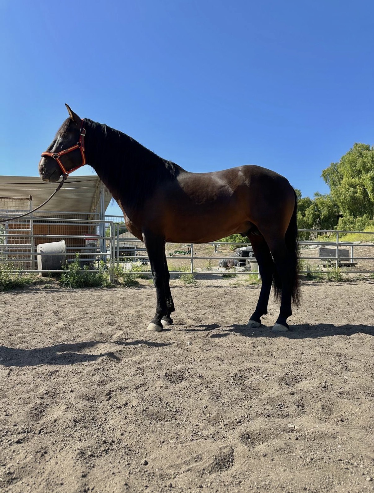 Rondador, 5yo Andalusian stallion, Height at Withers: 156hh