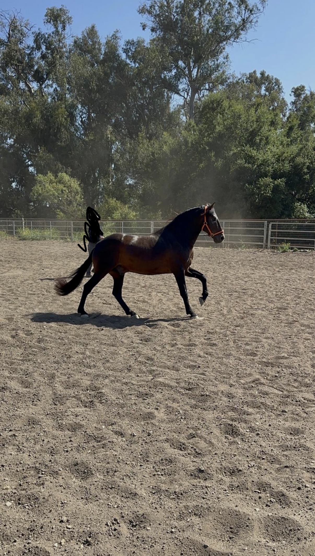 Rondador, 5yo Andalusian stallion, Height at Withers: 156hh