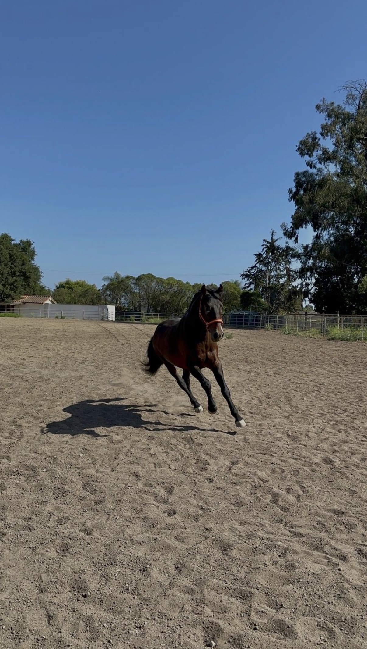 Rondador, 5yo Andalusian stallion, Height at Withers: 156hh