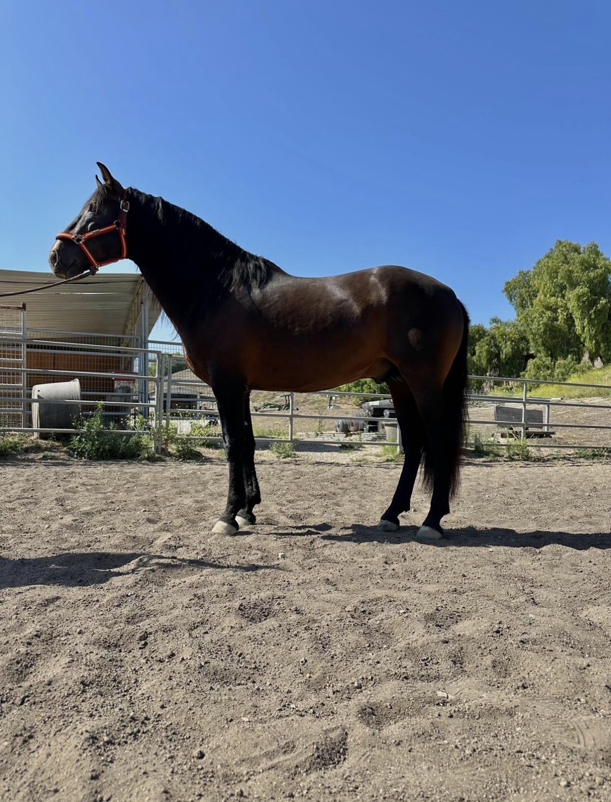Rondador, 5yo Andalusian stallion, Height at Withers: 156hh