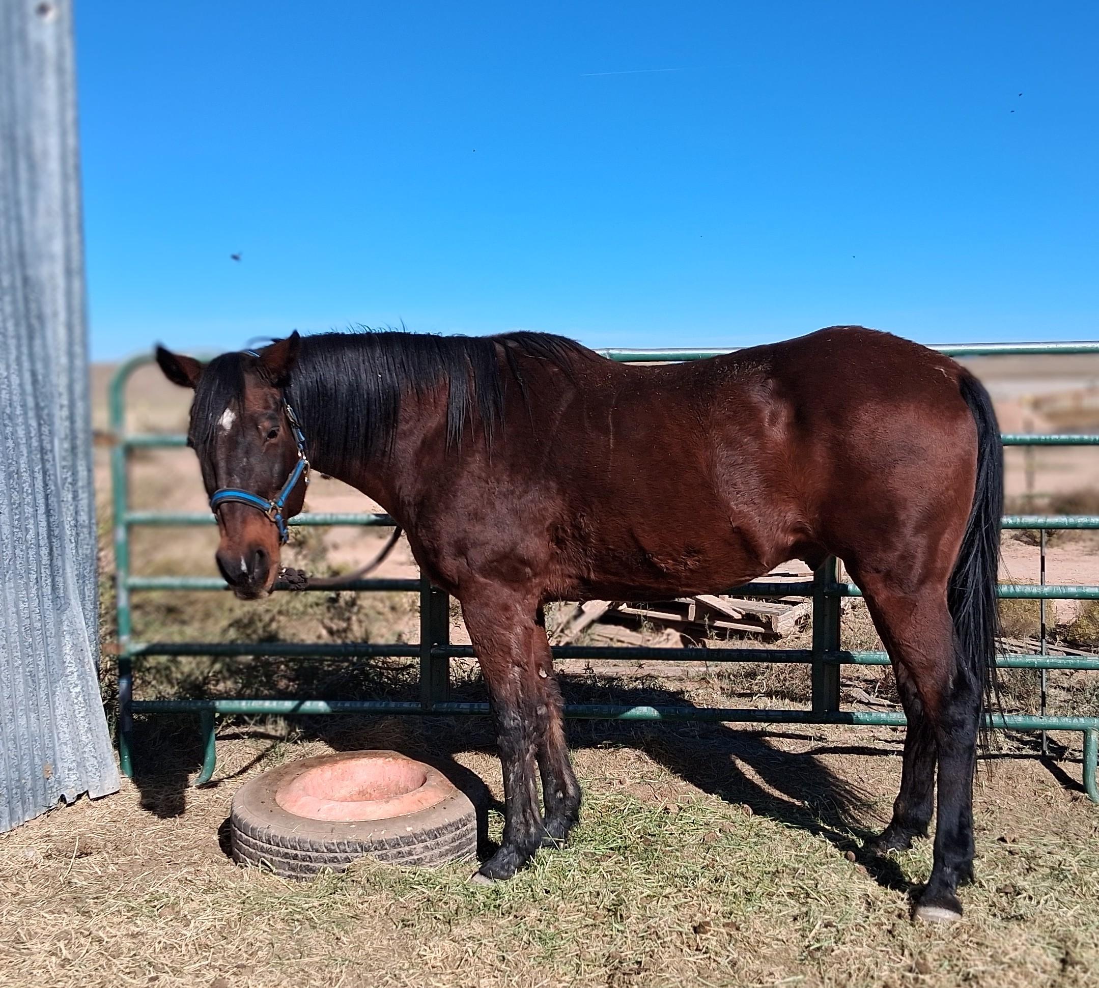 Bulleit, 20yo Quarter Horse gelding, 15.3hh