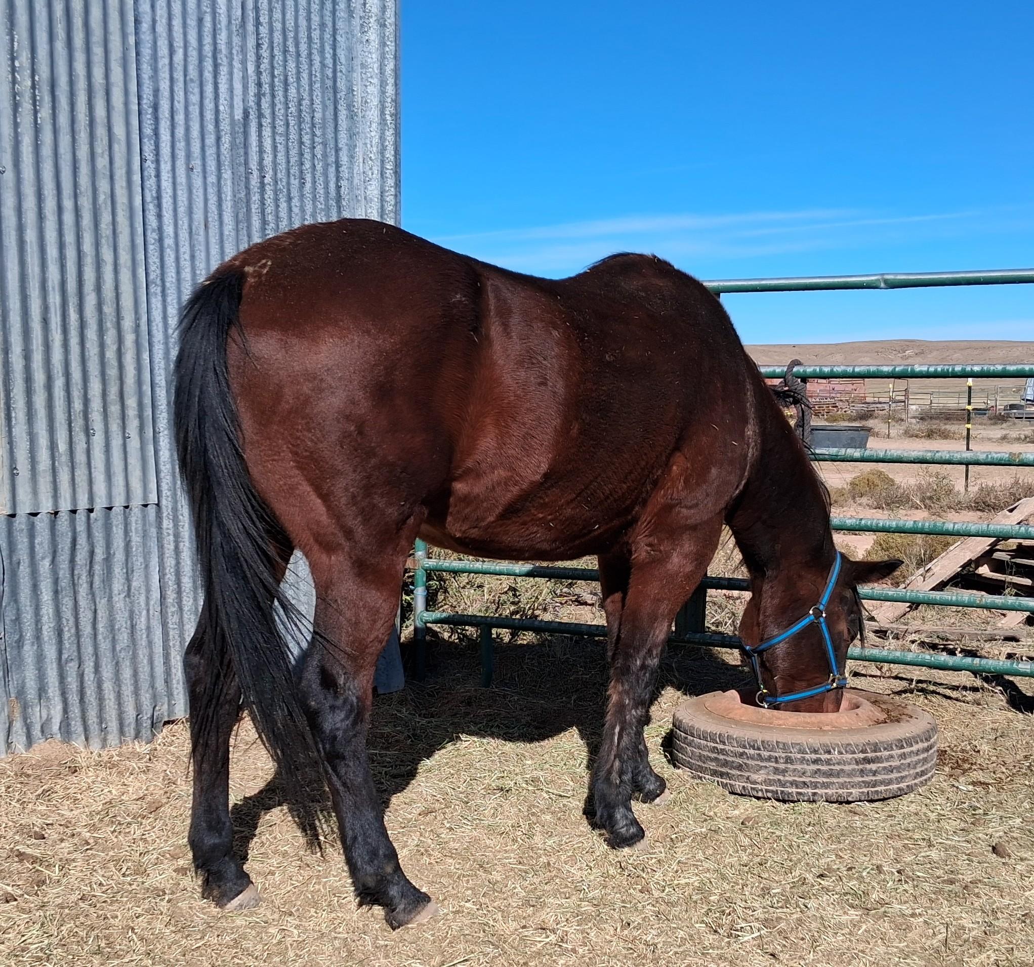 Bulleit, 20yo Quarter Horse gelding, 15.3hh