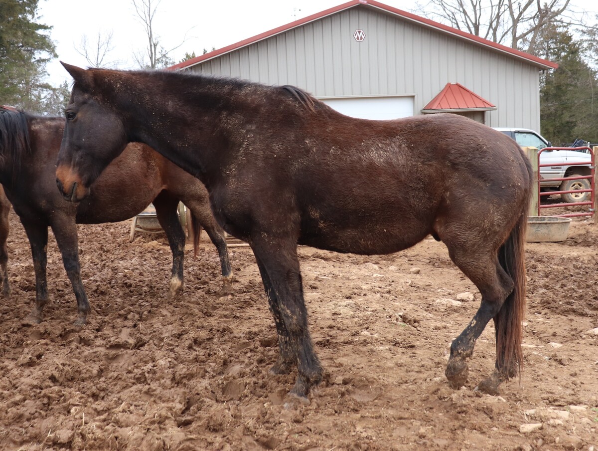 Roman, 17yo Thoroughbred gelding, 16.0hh
