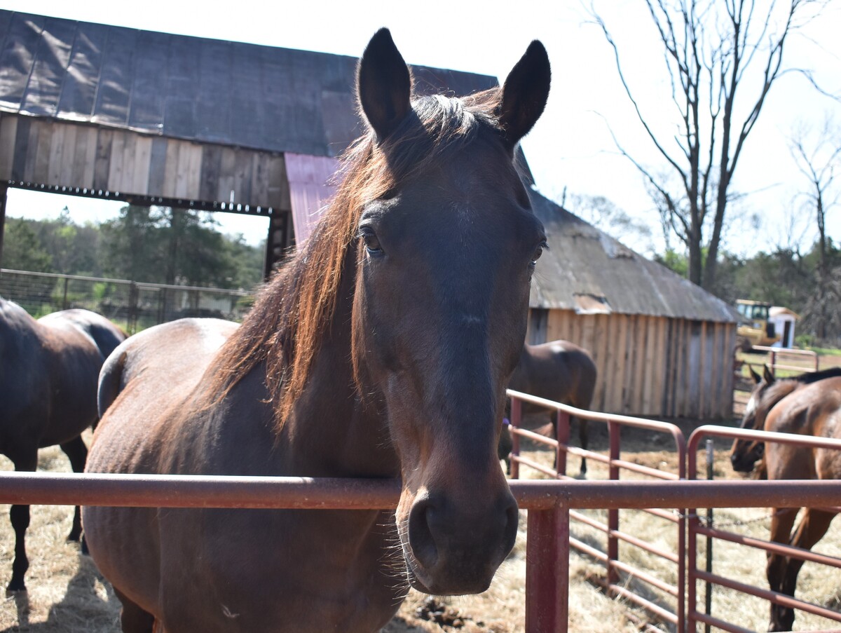 Roman, 17yo Thoroughbred gelding, 16.0hh