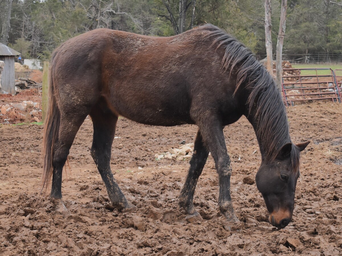 Roman, 17yo Thoroughbred gelding, 16.0hh