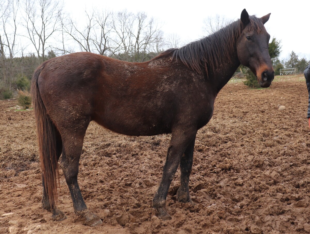 Roman, 17yo Thoroughbred gelding, 16.0hh