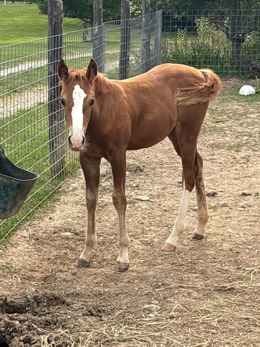 Saffron, American Quarter Horse/Pony filly, 14.0hh