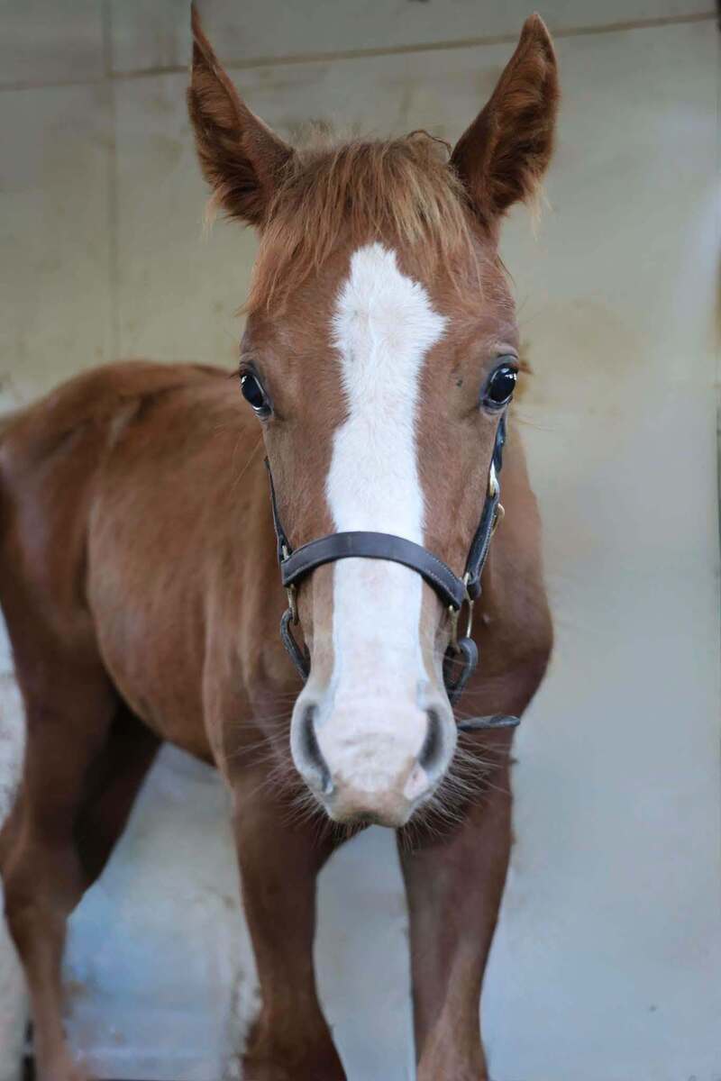 Saffron, American Quarter Horse/Pony filly, 14.0hh