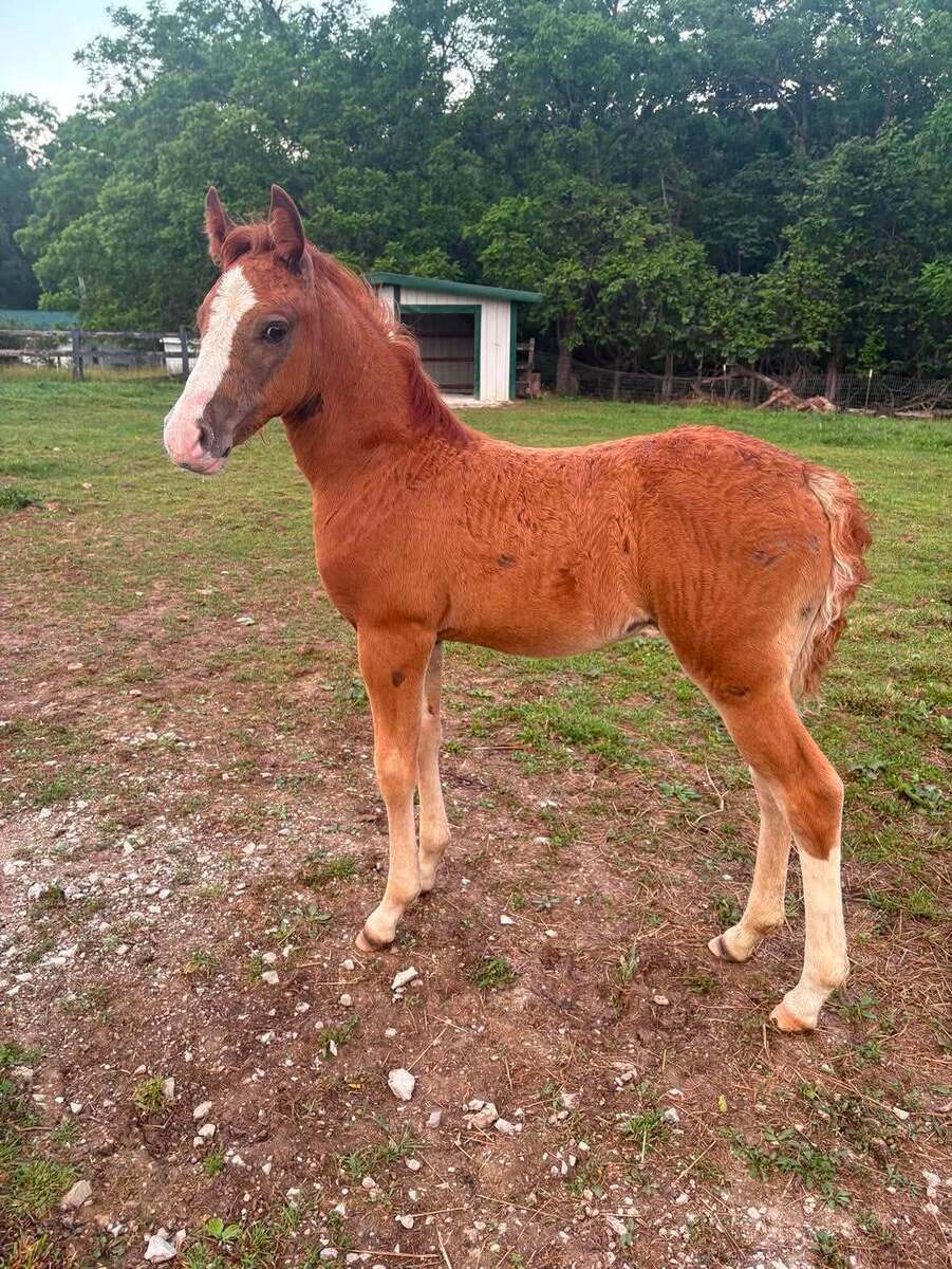 Saffron, American Quarter Horse/Pony filly, 14.0hh