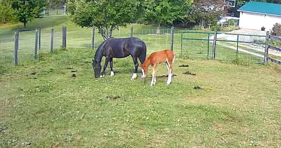 Saffron, American Quarter Horse/Pony filly, 14.0hh