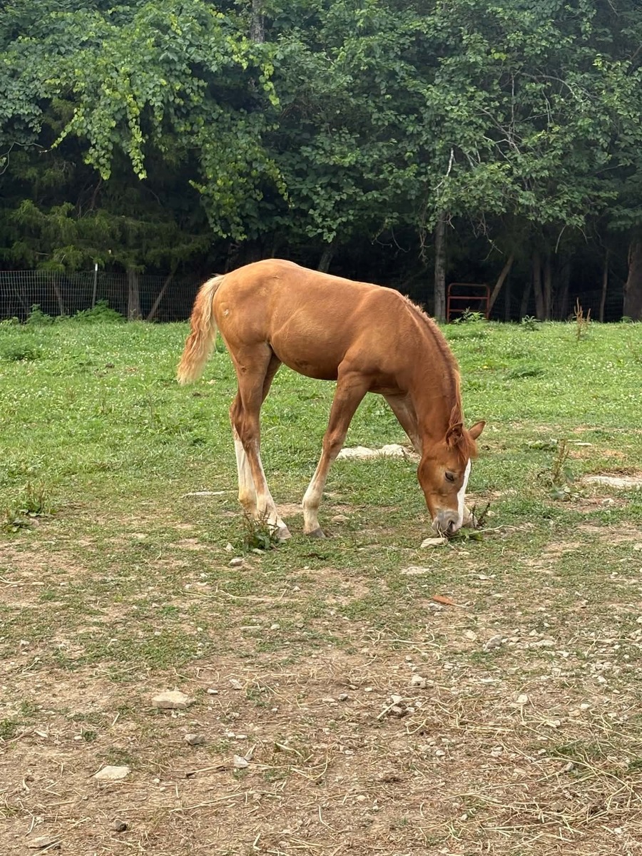 Saffron, American Quarter Horse/Pony filly, 14.0hh