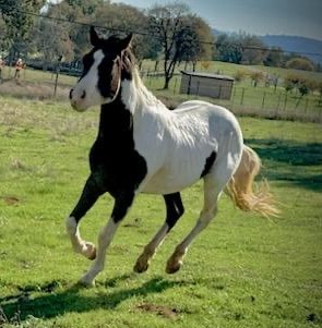 Luther, Paint gelding, 14.0hh