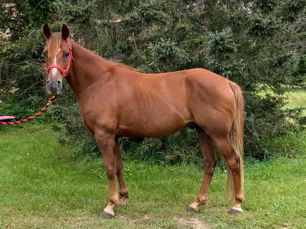 Natsu, 8yo gelding, 14.2hh