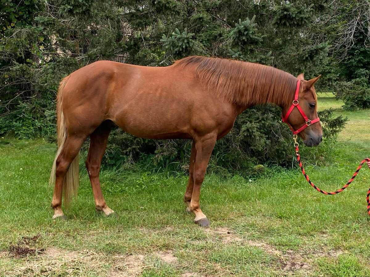 Natsu, 8yo gelding, 14.2hh