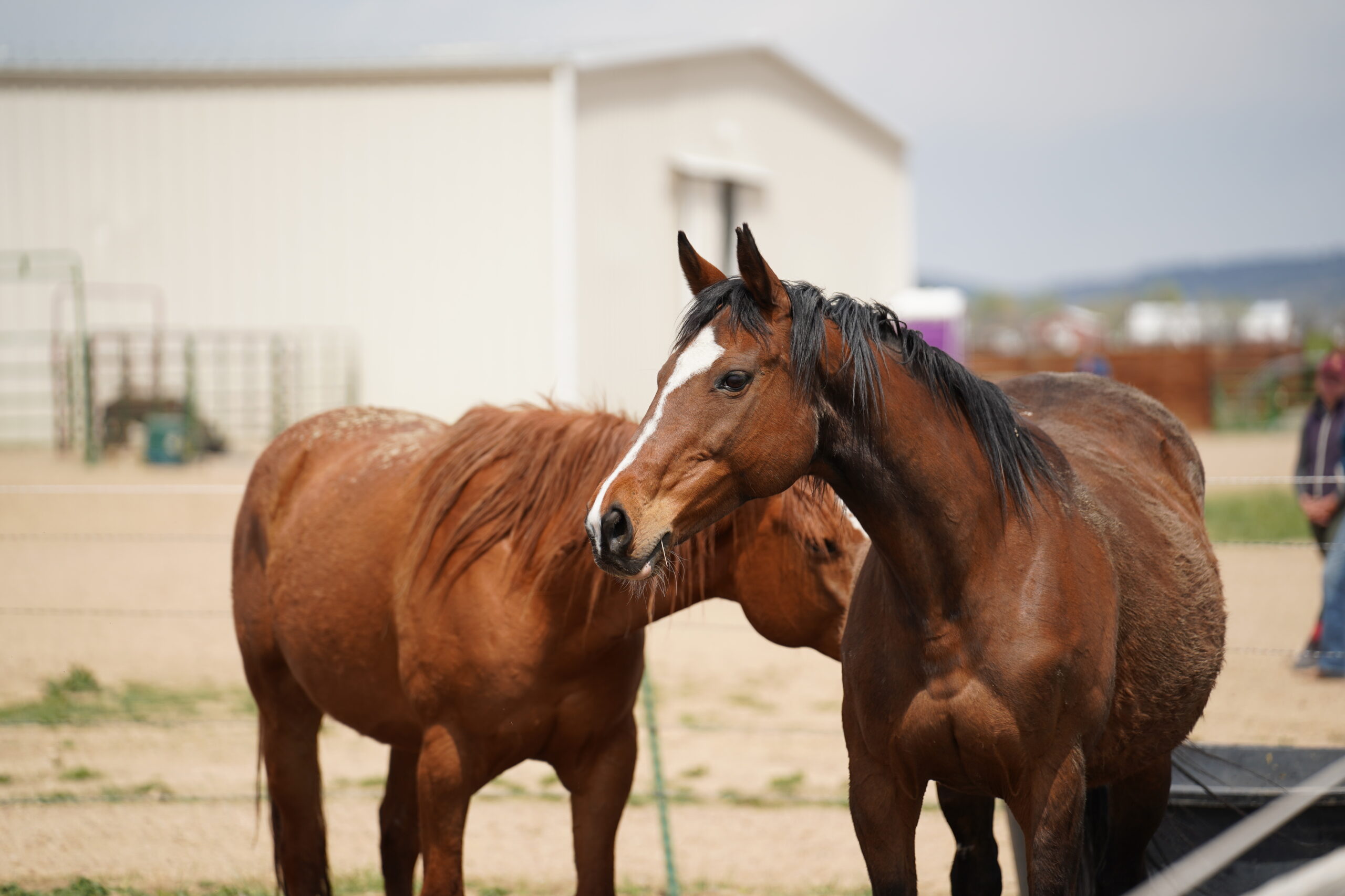 Lady Winston, 17yo Thoroughbred mare, 16hh