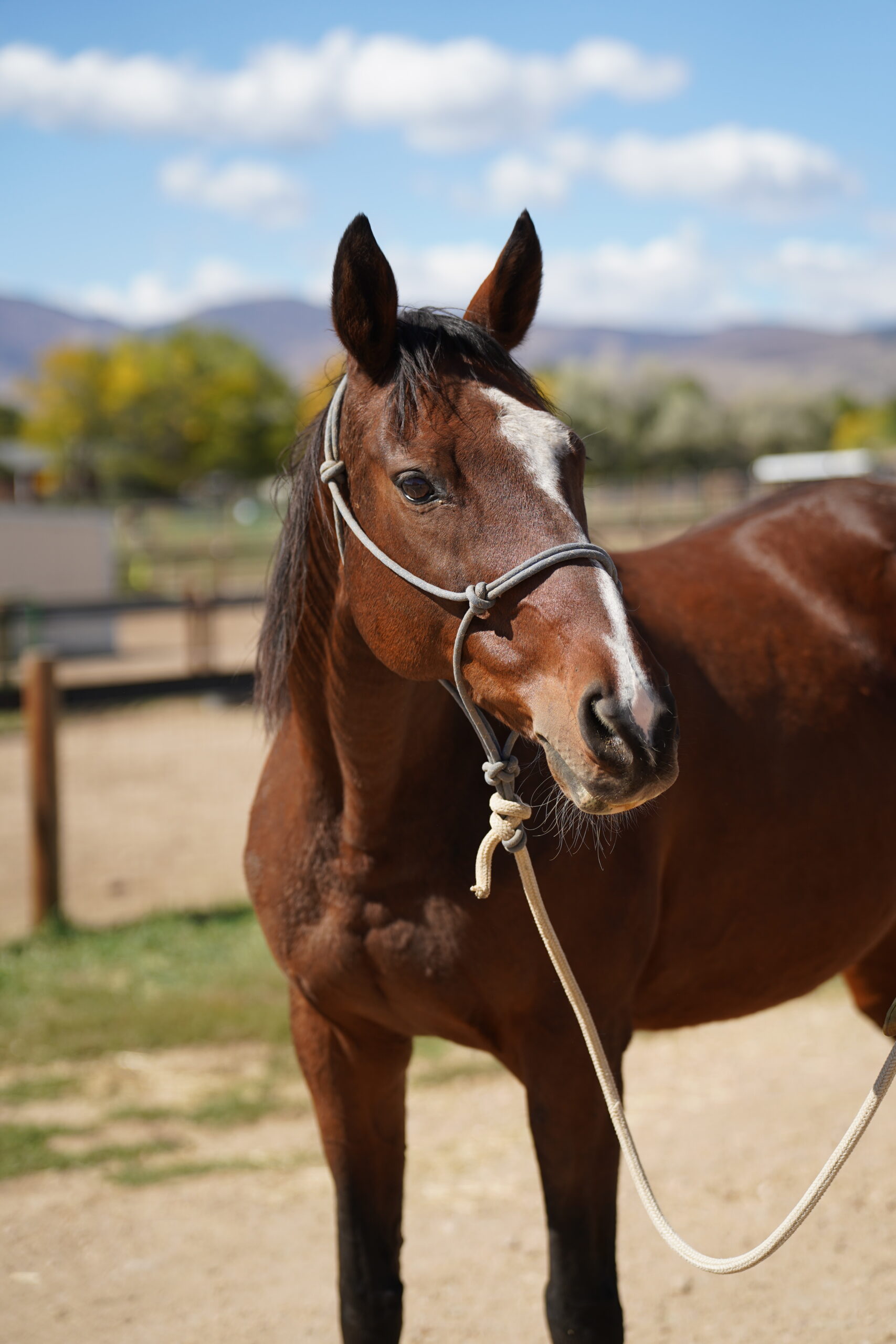 Lady Winston, 17yo Thoroughbred mare, 16hh