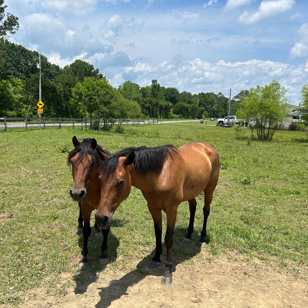 Miracle, 6yo Quarter Horse mare, 14.3hh
