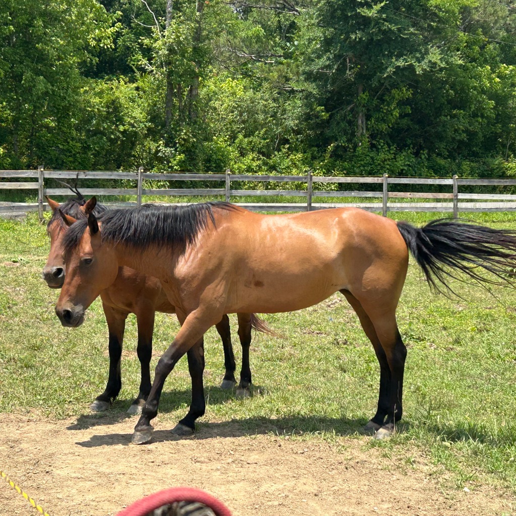 Miracle, 6yo Quarter Horse mare, 14.3hh