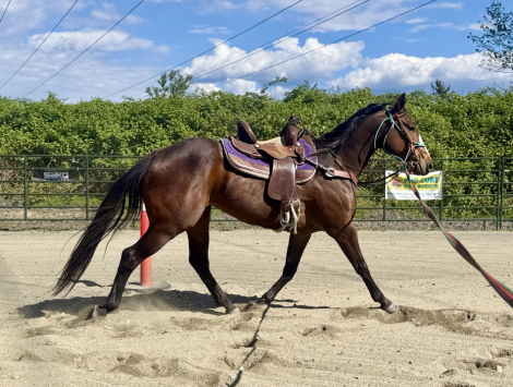 SNOWTAFIMA (Greta), 4yo AQHA Quarter Horse mare, 15.0hh