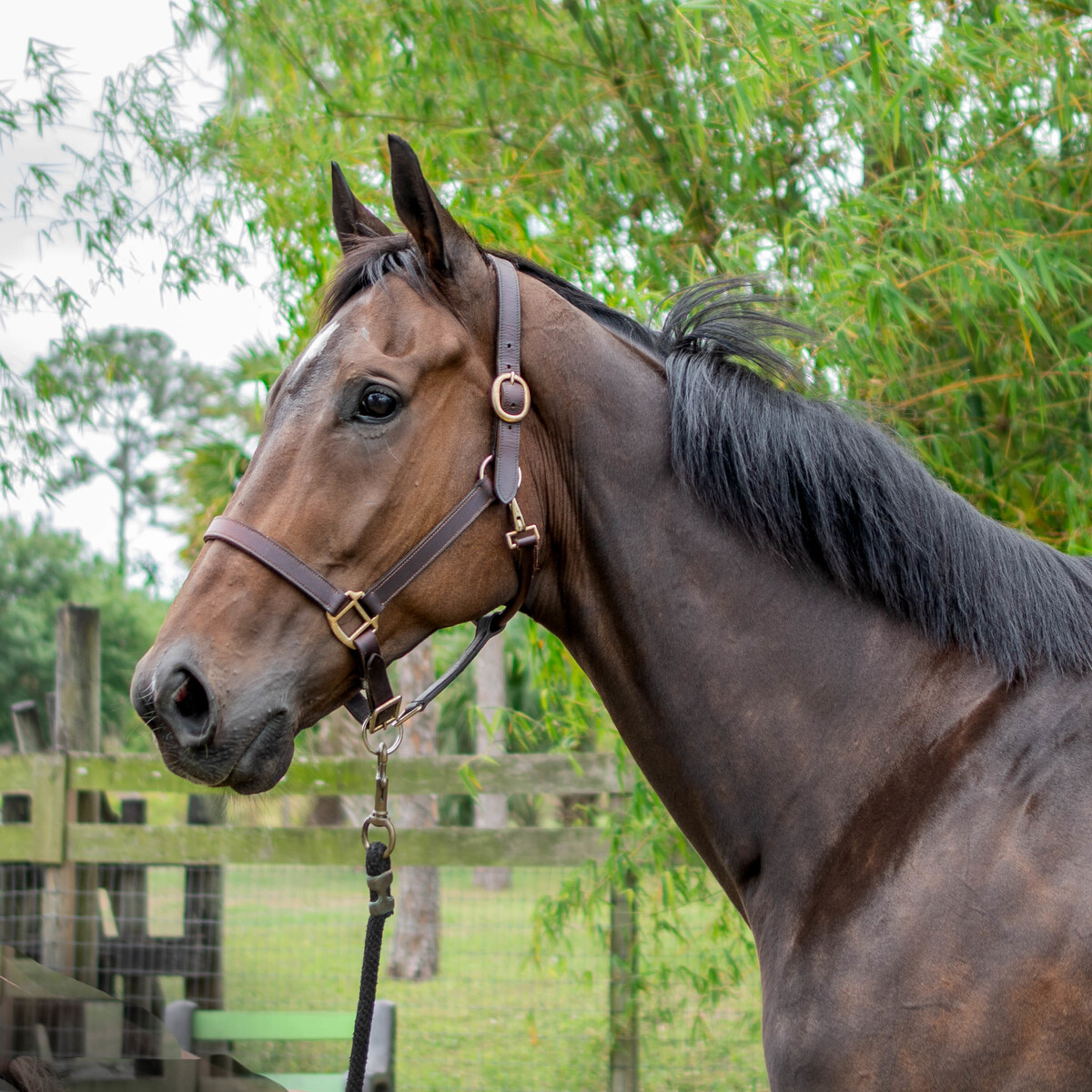 Macho (Macho Blue), 9yo Thoroughbred gelding, 16.2hh