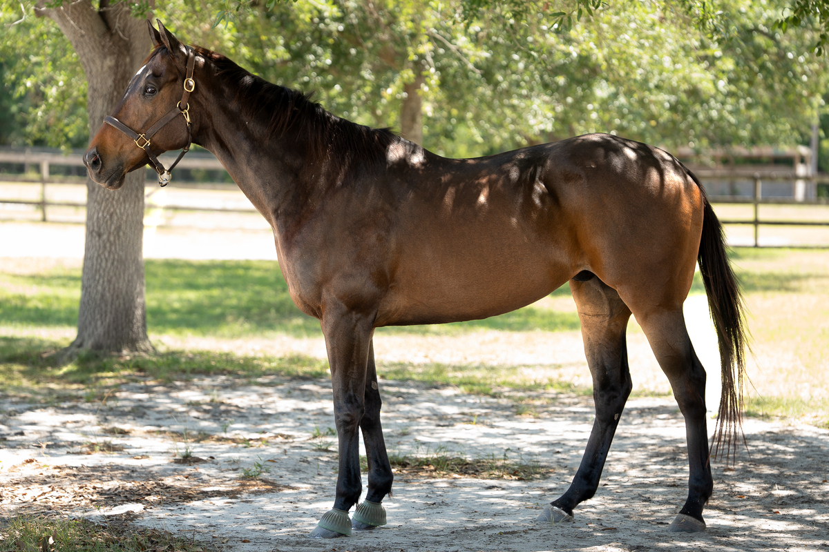 Macho (Macho Blue), 9yo Thoroughbred gelding, 16.2hh